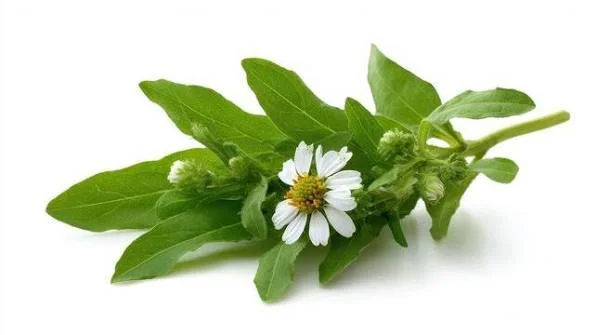 Bhringraj