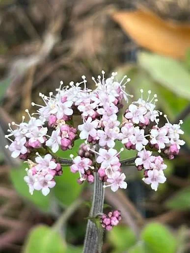 Jatamansi