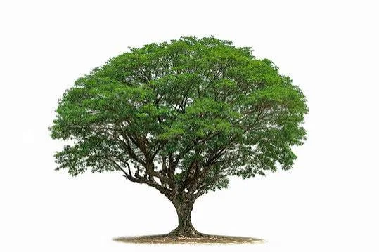 Neem