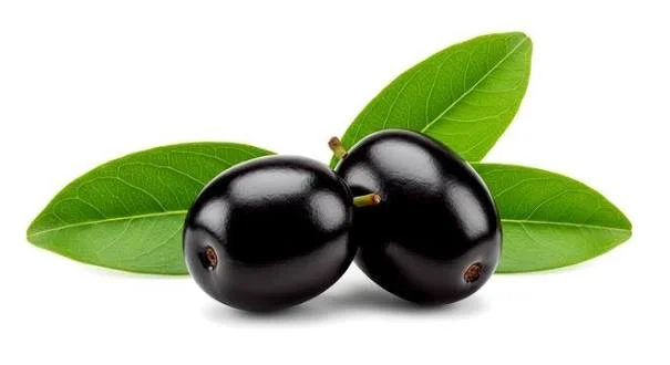 Java plum