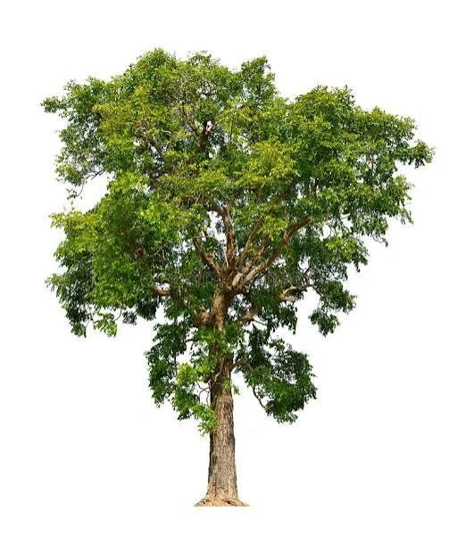 Neem