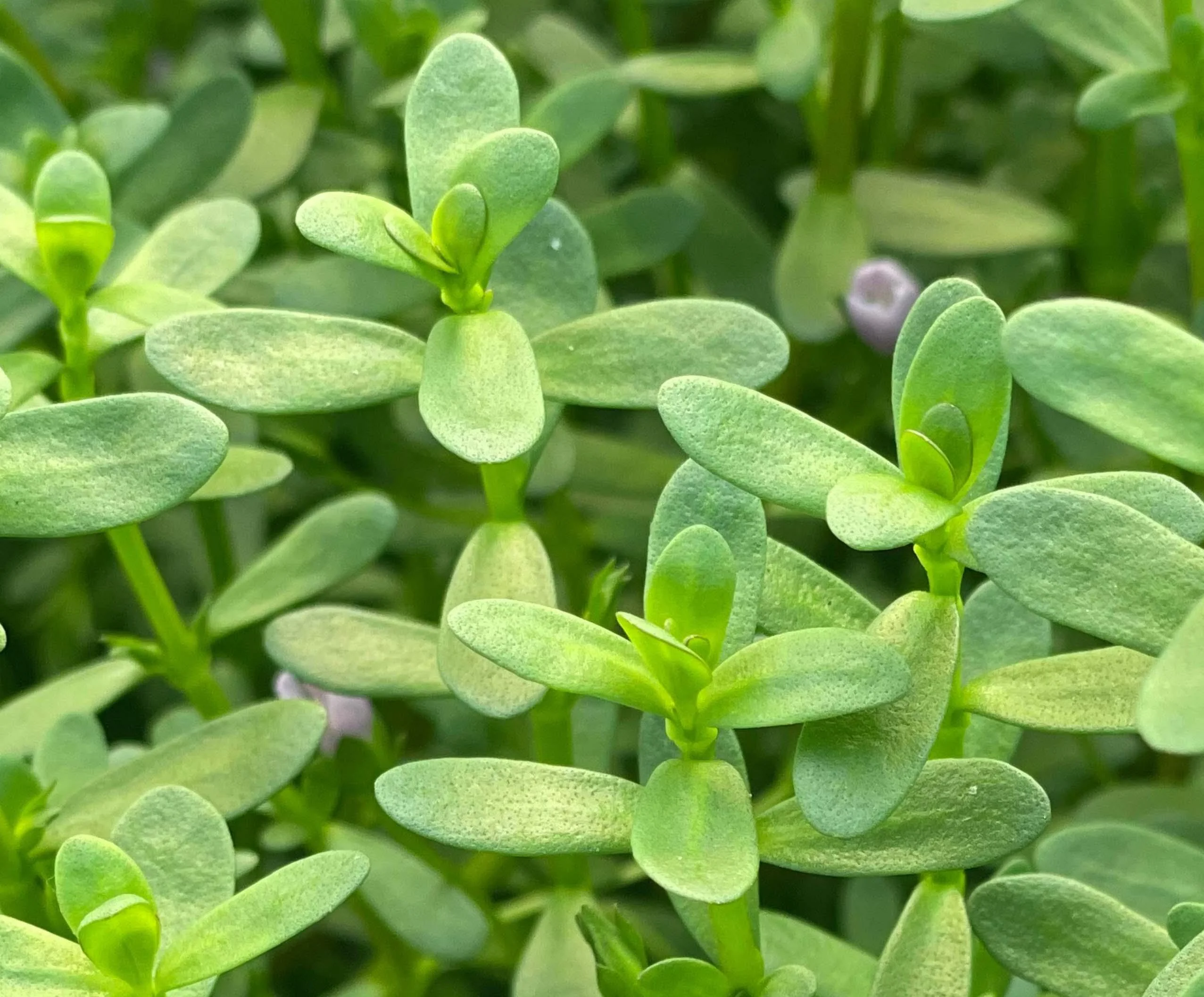 Brahmi leaf