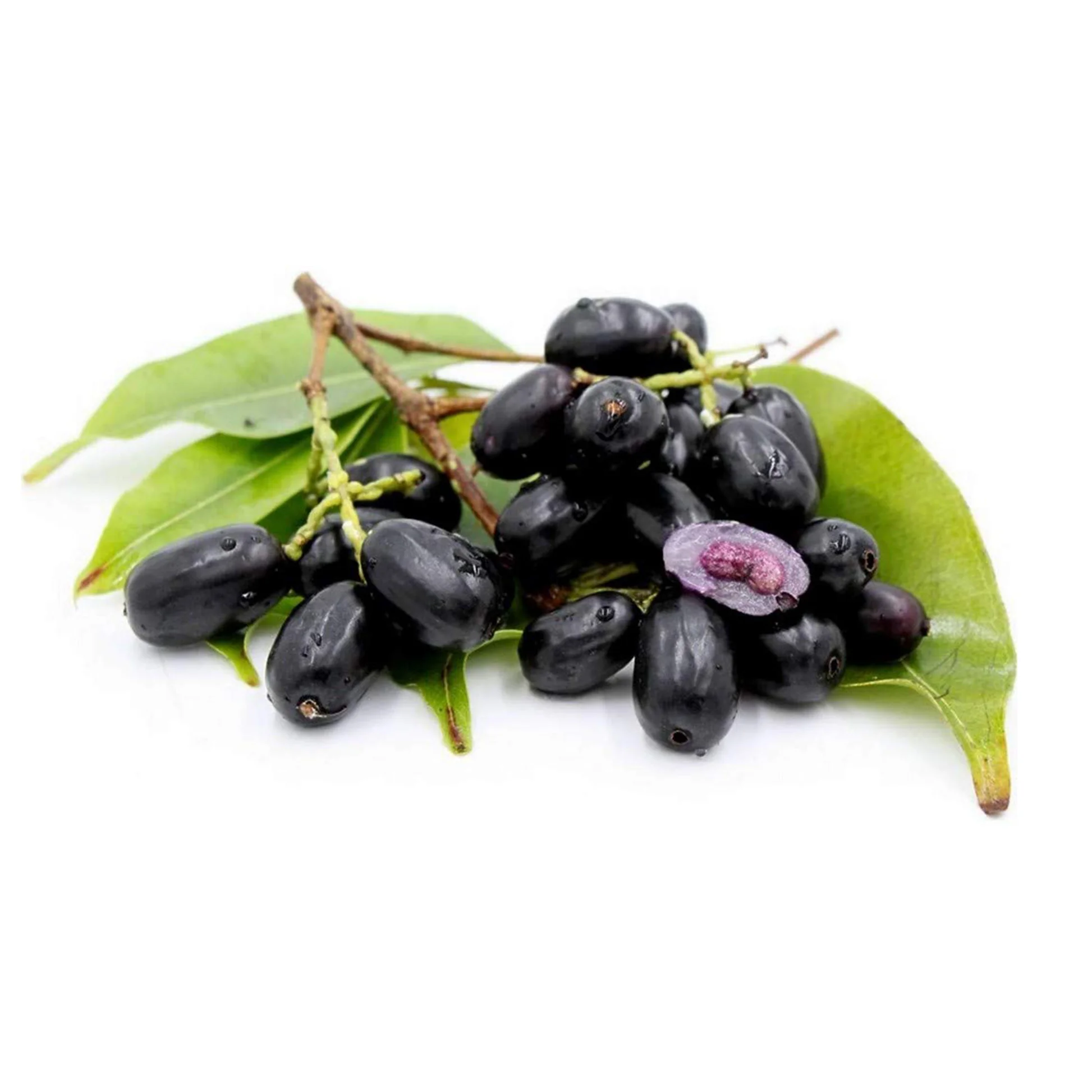 Java plum